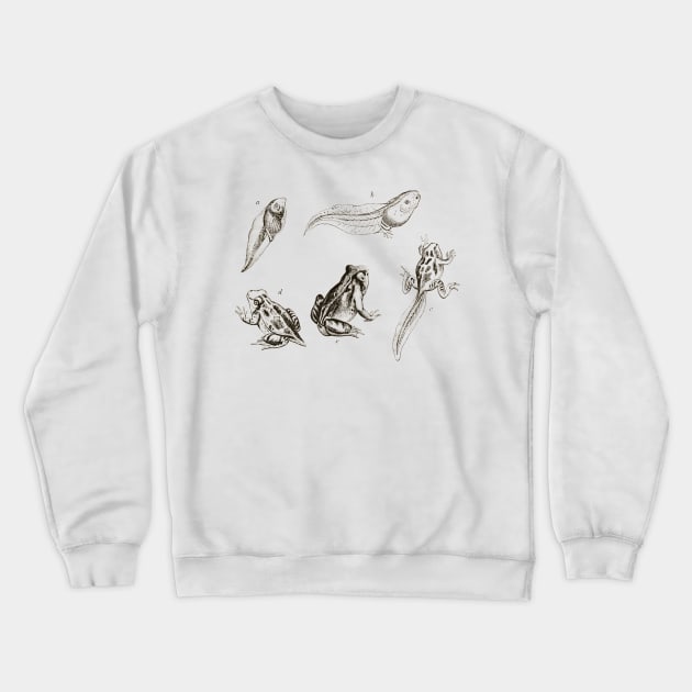 frog life cycle Crewneck Sweatshirt by mydearboy